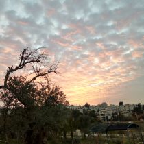 צילום: איקא צ'יפמן